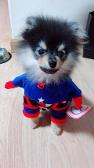 I want to kidnap this dog his name is Yeontan why is he so cute
