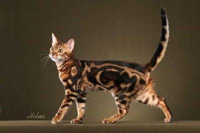 FLAMEFOOT FLAMEFOOT