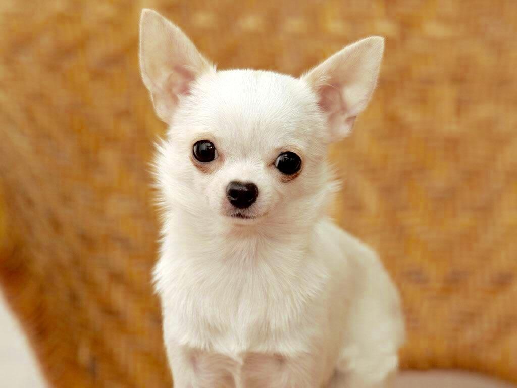 elory_chihuahua