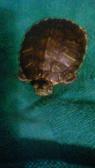 My pet turtle! ???