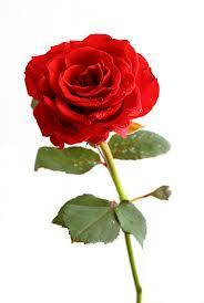 RosePetal118 RosePetal118