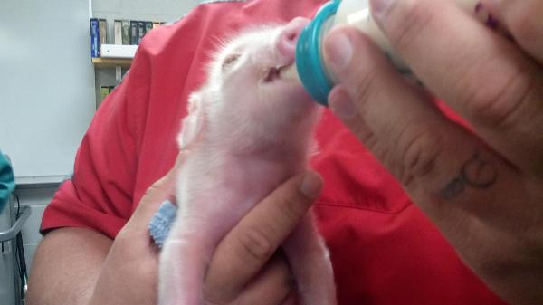 My teacher had the cutest piglet