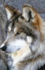 Thewolfluver18