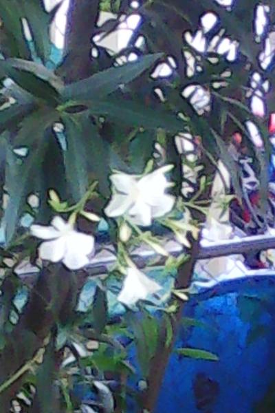 Flowers in my backyard-