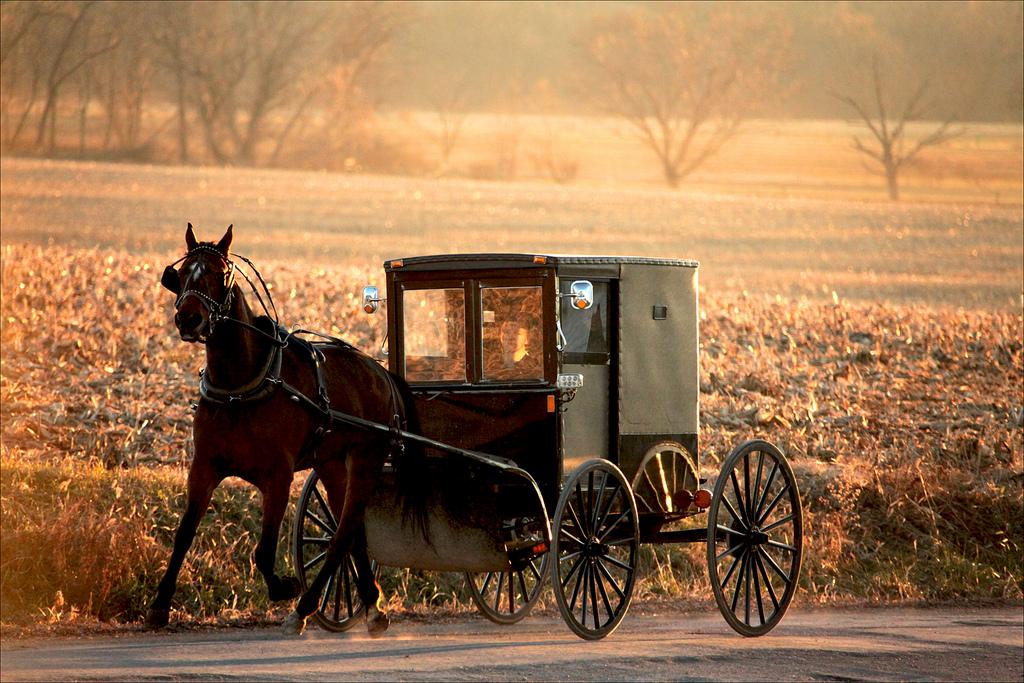 Horse.of.Wagon