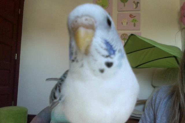 MeetTheBudgies MeetTheBudgies