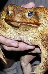 Fredrick_the_mfing_toad