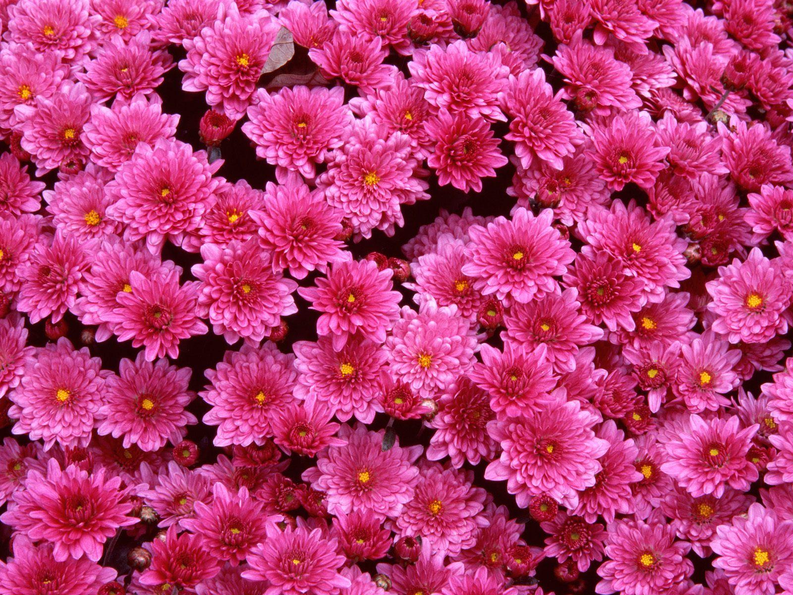 xylophonexx xylophonexx