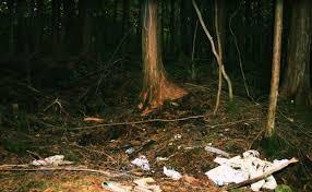Oh f*ck this is Aokigahara in japan...i aint going in der!!!