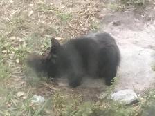 Random cat in my yard
