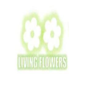 livingflowers's Photo