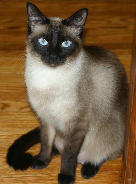 I am Siamese but you don't please
