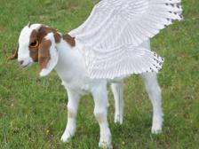 behold...the owl goat!! XD