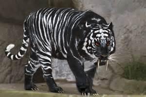 Darktiger32 Darktiger32