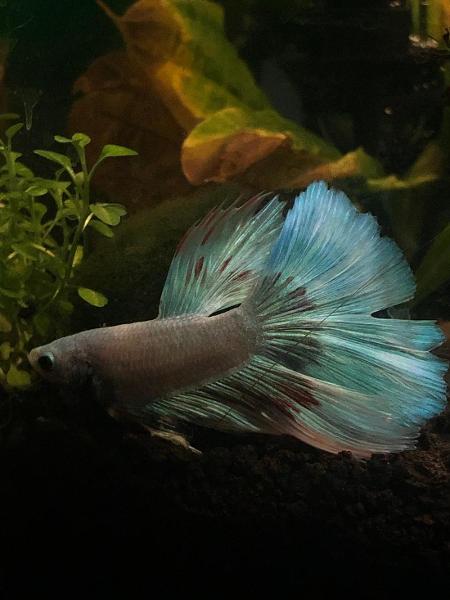 how tf do people photograph fish jerome literally won’t hold still