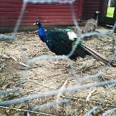 Fabulous peacock ✨✨