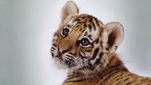 CuteTiger