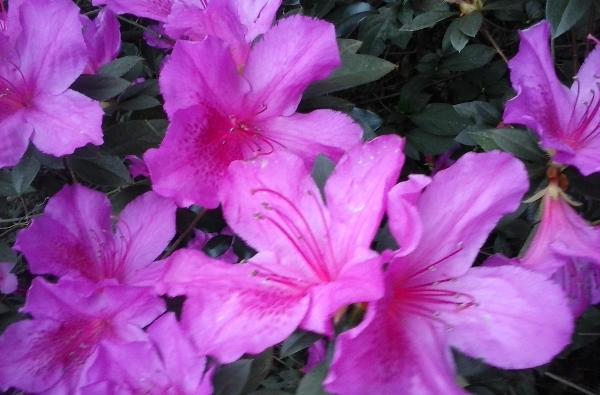 I took this picture today, I love how beautiful the flower is in my front yard