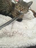Why does my cat love my baton—