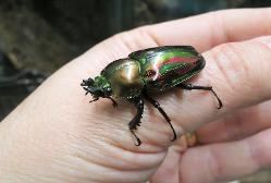 Rainbow stag beetle