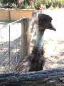 dis is my pet emu