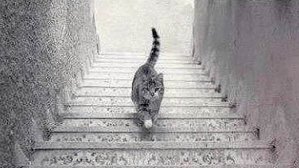 is the cat walking upstairs or downstairs?