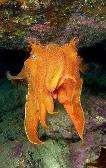 Cuttlefish:3