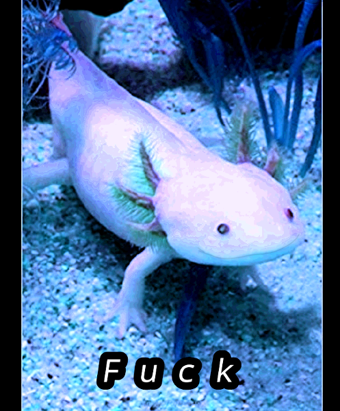 Axolotl again but blue because red clashes