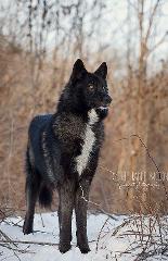 kwolf17