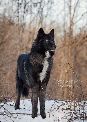 kwolf17's Photo