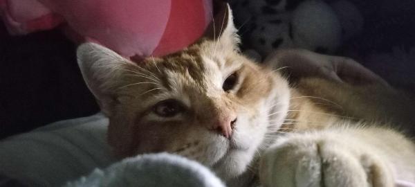 Chunky kitty [His name is Gizmo]