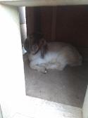 My friends baby goat is in her doghouse