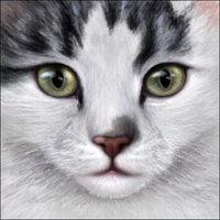 Soluna's Photo