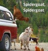 can he spin a pretty web...no he can't cause he's spider goat!