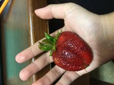 My hand is either small or the berry is just big-
