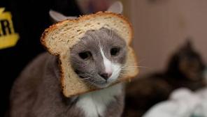 This is a very well bread cat! ???