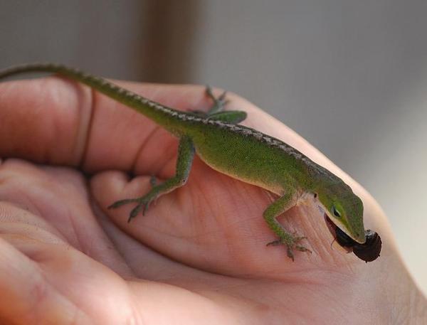 anoles are very underrated, appreciate and love these babies