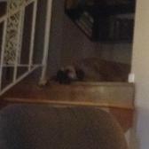 My doggo is sleeping like she's a pupper again