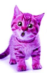 purplecats