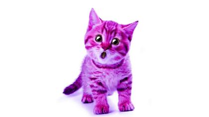 purplecats's Photo