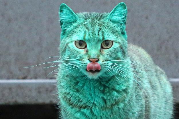 SapphireTehCat SapphireTehCat
