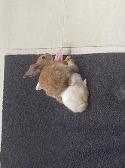 My New Bunnies, I got them today. Just rotate the picture.