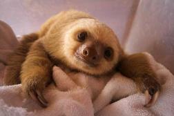 Also, has anyone acknowledged how CUTE baby sloths are?!