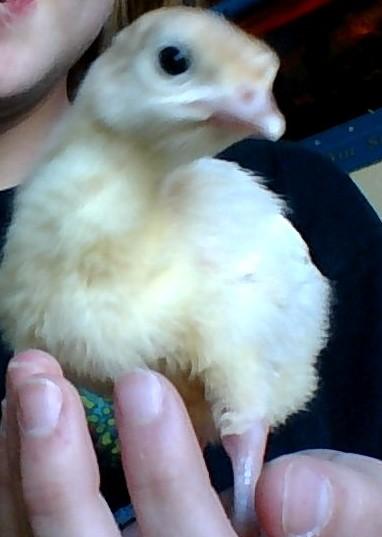 Salmonella, my baby Turkey