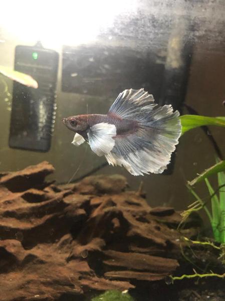 i never post elton because he doesn’t know how to hold still for pictures but i got some today