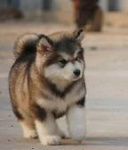 Androo needs a cute picture of a malamute puppy.