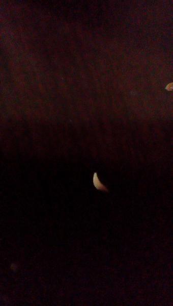 jacks first tooth he lost. (came out today)