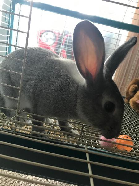 this is big chungus and he’s only 6 months old (flemish giant)