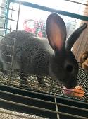 this is big chungus and he’s only 6 months old (flemish giant)