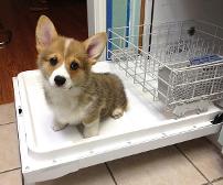 Have this little Corgi puppy to brighten up your day. ^~^
